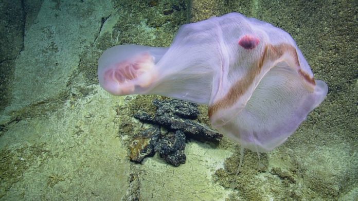 Shapeshifting sea creature expands in front of scientists' eyes